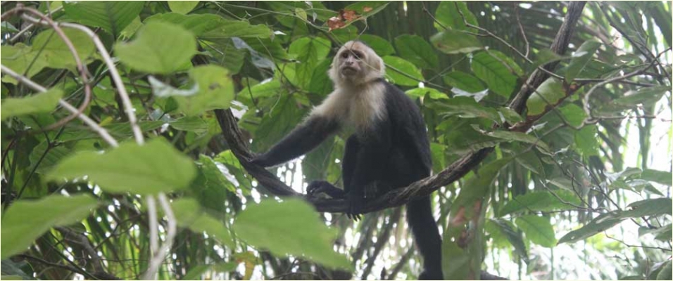 Manuel Antonio Monkey